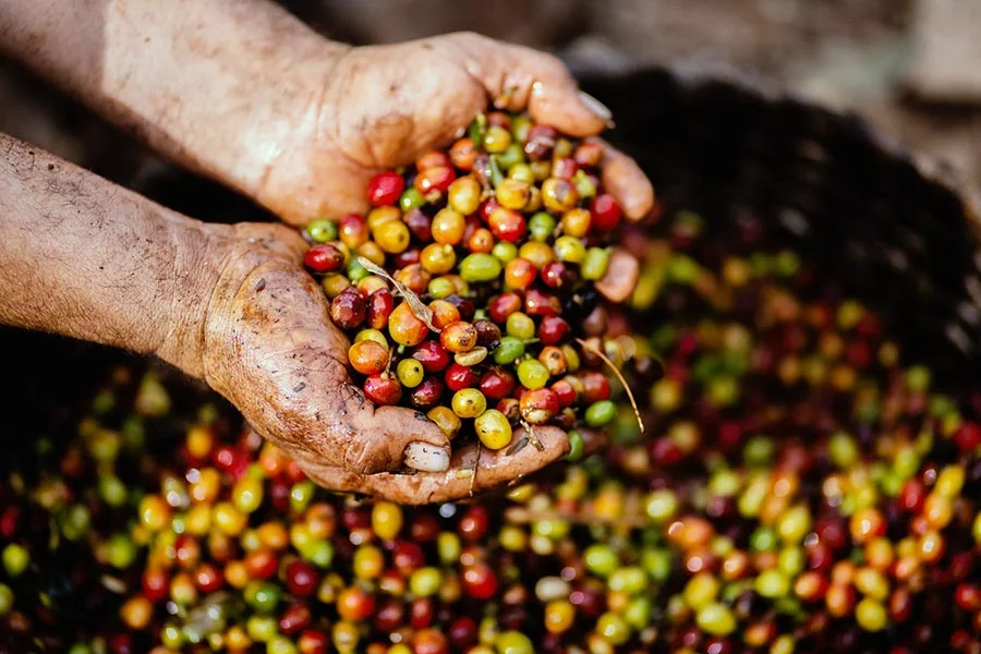 Dünya Kahveleri - Kahve Üretimi