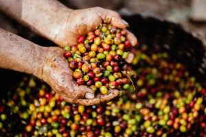 Dünya Kahveleri - Kahve Üretimi